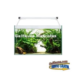 Acuario kit AQUALIGHT GLASS 40.  "Vive el mundo del aquascape". - Imagen 1