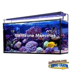 Acuario marino AQUA OCEAN HYDRA  (240 l) - Imagen 1