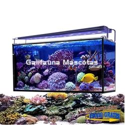 Acuario marino AQUA OCEAN HYDRA  (240 l) - Imagen 2
