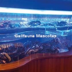 Acuarios de metacrilato a medida. - Imagen 2