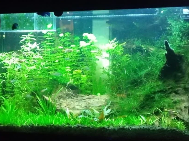 COMO PERFECCIONAR Y MANTENER TU ACUARIO 3 EL CUIDADO DE LAS PLANTAS.