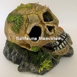 Decoración Calavera con lapas, plantas y coral - Imagen 2
