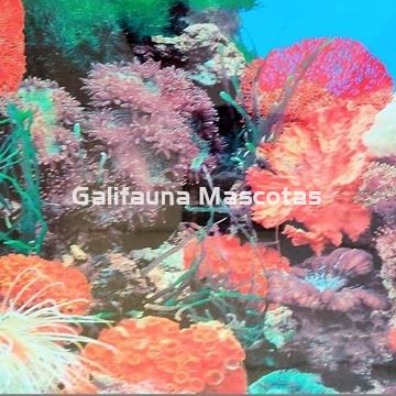 Fondo de acuario Corales / Plantas. - Imagen 2