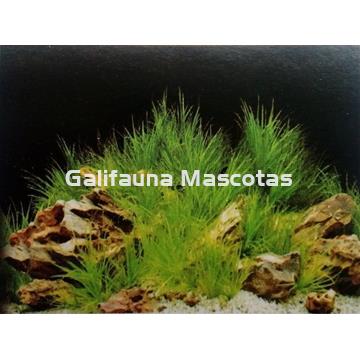 Fondo de acuario Laguna/celeste - Imagen 1