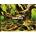 Fondo decorativo de acuario Manglar / Laguna blanca. - Imagen 1