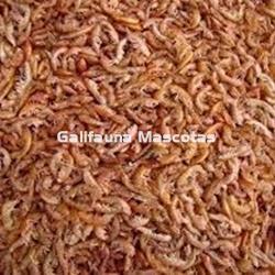 Gammarus varias medidas. Gambitas para la alimentacion de Tortugas. - Imagen 1