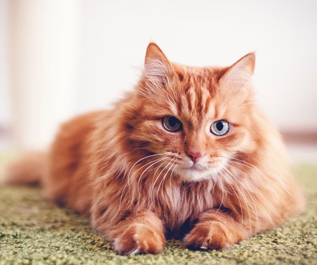 Gatos