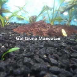 Grava Negra tamaño estandar 1 kg. - Imagen 2