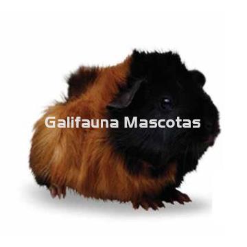 Jaula para conejo enano 60 x 36 x 32 - Imagen 2