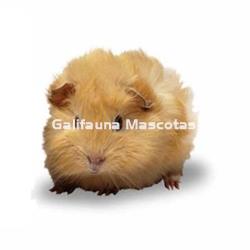 Jaula para hamster con todos los accesorios. 23x16,5x24 - Imagen 2