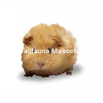 Jaula para hamster con todos los accesorios. 23x16,5x24 - Imagen 2