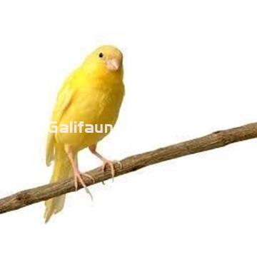 Jaula para pajaros modelo exótica. 30x23x39cm. - Imagen 2