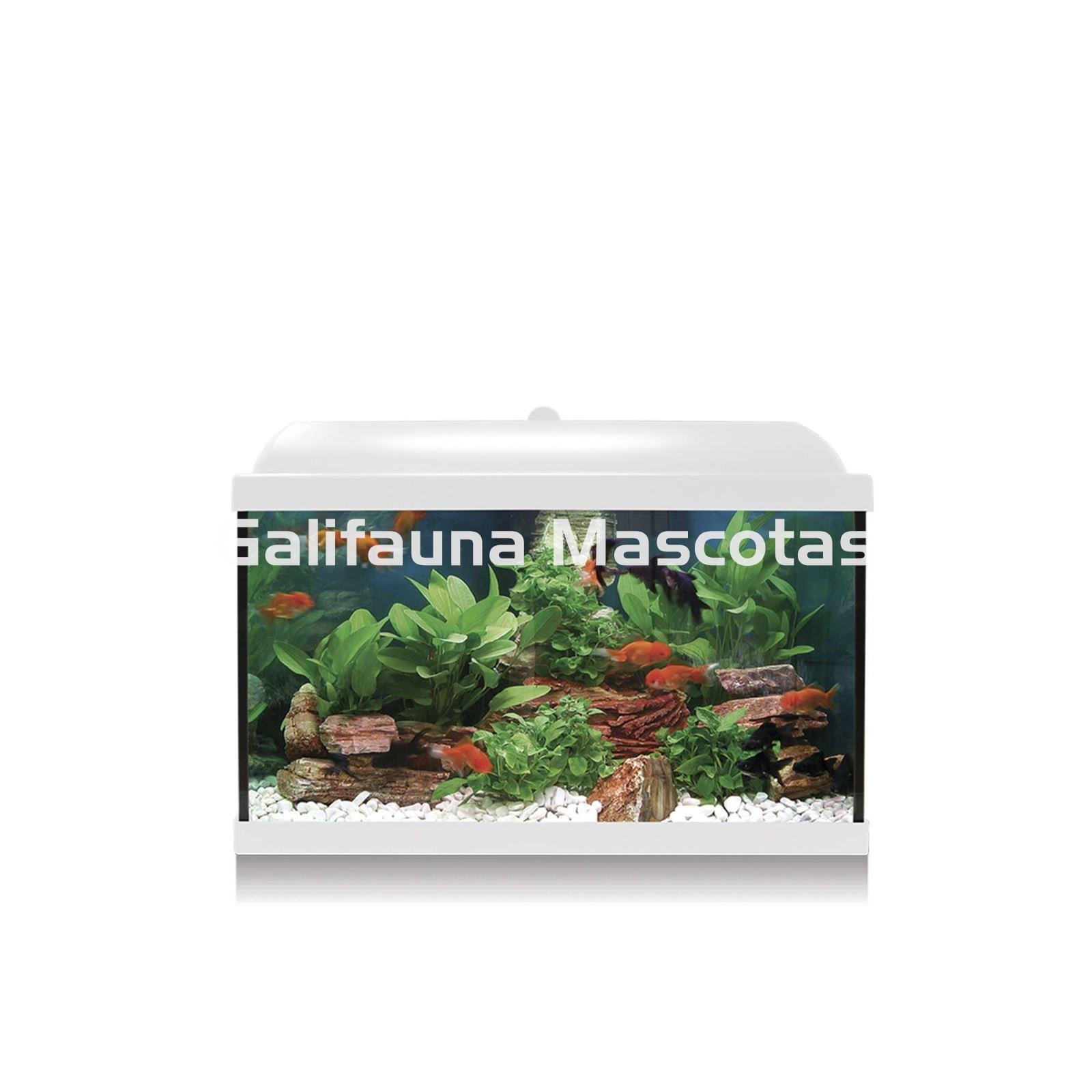 Kit acuario 38 litros - Imagen 2
