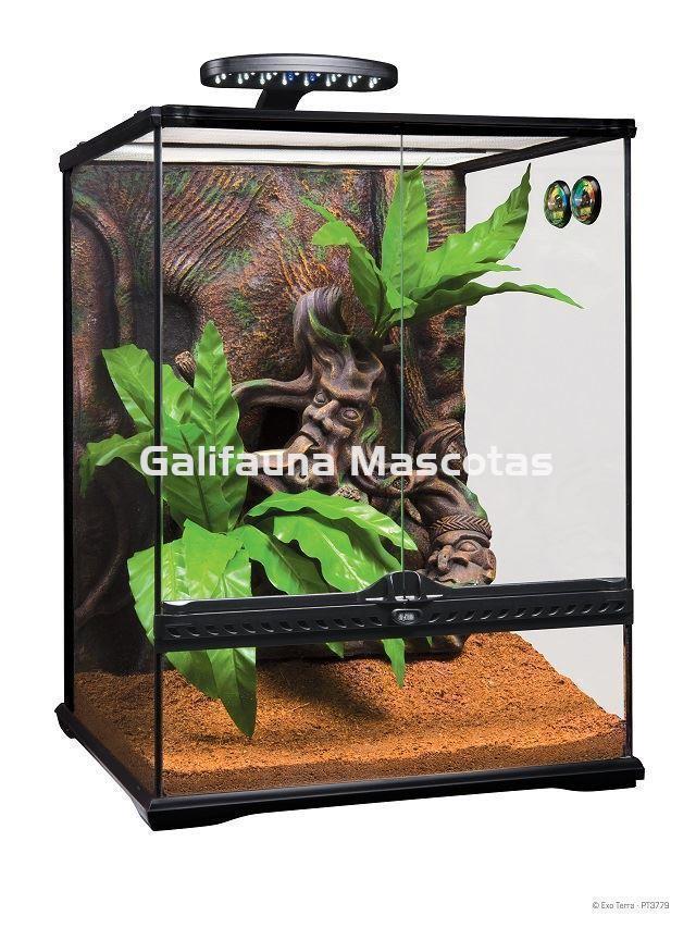 KIT Terrario  GECKO CRESTADO. Habitat para reptiles como Geckos y similares. - Imagen 6