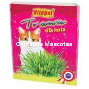 Maceta de hierva para gato. Favorece su digestión. - Imagen 1