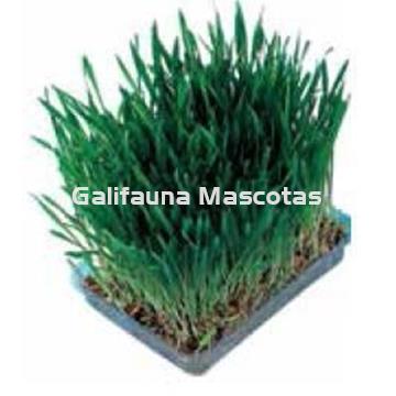 Maceta de hierva para gato. Favorece su digestión. - Imagen 2