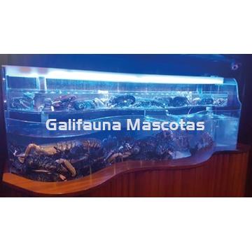 Marisqueros de metacrilato. - Imagen 1