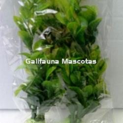 Pack de 2 Plantas de plástico 11 cm. para acuario. Decoración Acuarios. - Imagen 2
