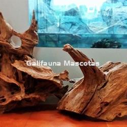 PACK de 2 Raices de Manglar gigante, unidad. - Imagen 1