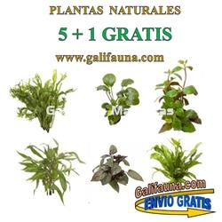 Pack de 5 plantas + 1 Gratis. Plantas naturales surtidas con Portes Gratis - Imagen 1