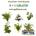 Pack de 5 plantas + 1 Gratis. Plantas naturales surtidas con Portes Gratis - Imagen 2