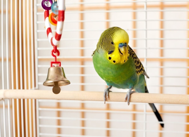 Pájaros