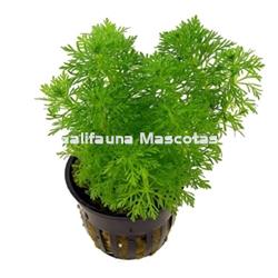 Planta natural Ambulia (Limnophila heterophylla) - Imagen 2