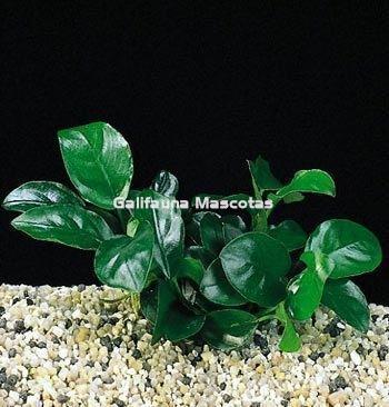 Planta natural Anubia nana. - Imagen 2