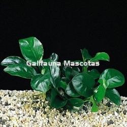 Planta natural Anubia nana. - Imagen 2