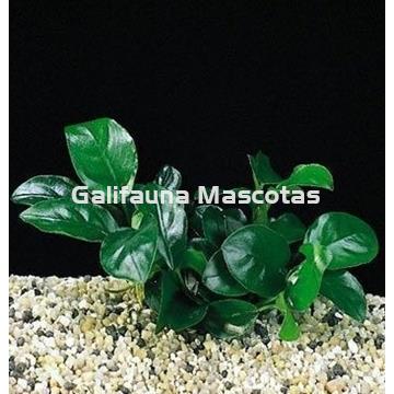 Planta natural Anubia nana. - Imagen 2