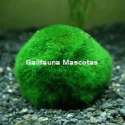 Planta natural bola de musgo (Cladophora). - Imagen 2