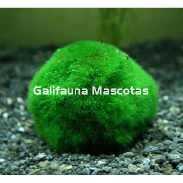 Planta natural bola de musgo (Cladophora). - Imagen 2