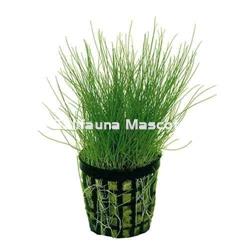 Planta natural Cesped acuatico (Eleocharis acicularis). - Imagen 2