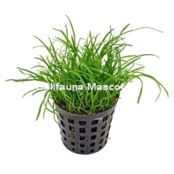 Planta natural Cesped (Lilaeopsis novea-zealandia) - Imagen 1