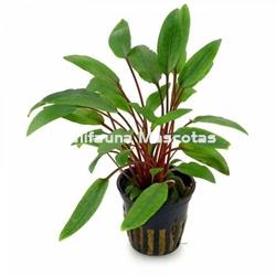Planta natural Cryptocoryne (Cryptocoryne sp). - Imagen 1