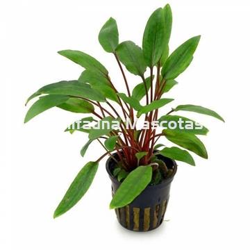 Planta natural Cryptocoryne (Cryptocoryne sp). - Imagen 1
