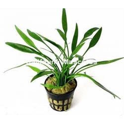 Planta natural Cryptocoryne (Cryptocoryne sp). - Imagen 2