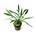 Planta natural Cryptocoryne (Cryptocoryne sp). - Imagen 2