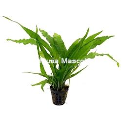 Planta natural Helecho de Java (Microsorium pteropus). - Imagen 2