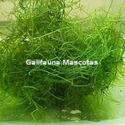 Planta natural Musgo de Java (Vesicularia Dudyana). - Imagen 2