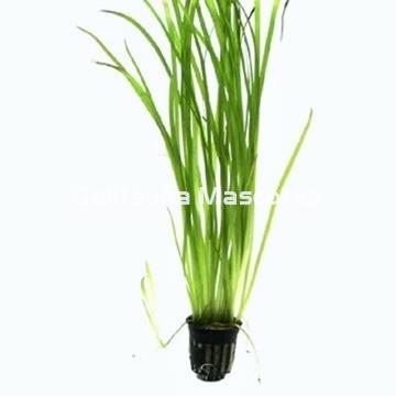 Planta natural Vallisneria (Vallisneria-sp) - Imagen 2