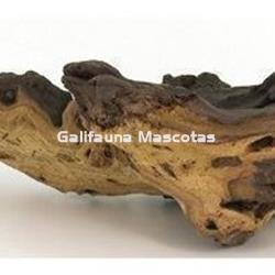 Raiz bicolor. Unidad. - Imagen 1