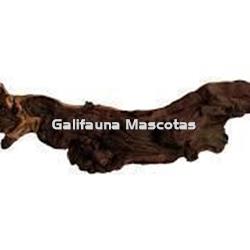 Raiz bicolor. Unidad. - Imagen 2