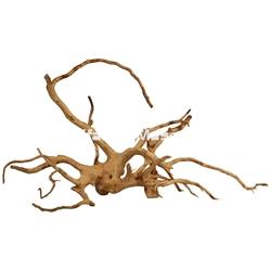 Raiz del desierto Gigante Unidad. - Imagen 1