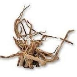 Raiz del desierto Gigante Unidad. - Imagen 2