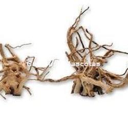 Raiz del desierto Unidad. Varios tamaños. - Imagen 1