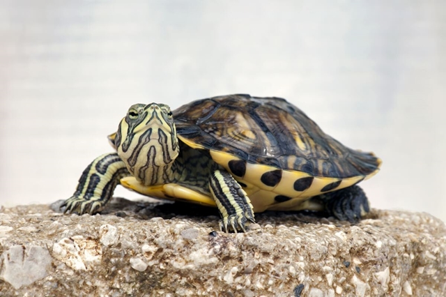 Reptiles