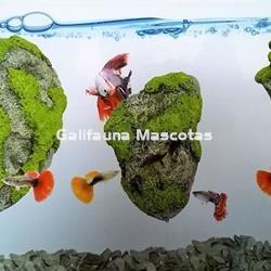 Rocas flotantes para acuario. Varios tamaños - Imagen 2