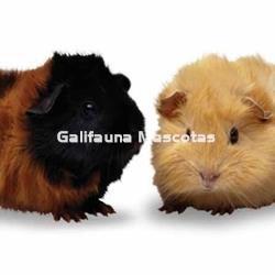 Rueda para Roedores de metal. 18 cm. con soporte - Imagen 2