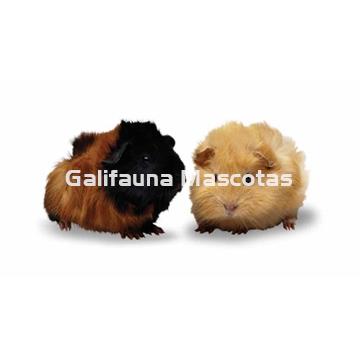 Rueda para Roedores de metal. 18 cm. con soporte - Imagen 2